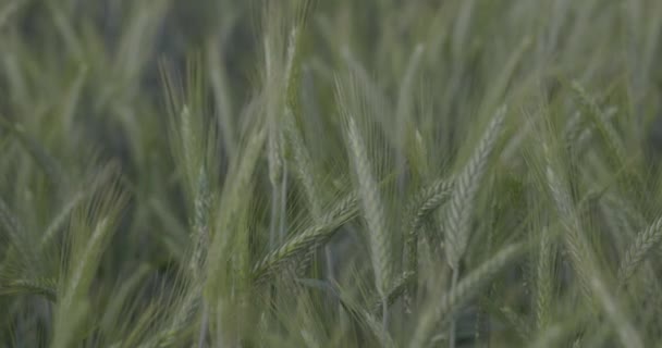 Pšenice na poli, pšeničné uši zblízka. Moderní zemědělství. 100 snímků za sekundu. Makro video, Proces 422, nezařazeno C-LOG3 10 bit. — Stock video