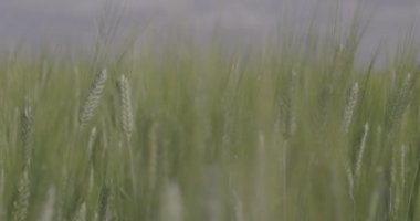 Tarlada buğday, yakın çekimde buğday kulakları. Modern tarım. Ağır çekimde 100 fp. Makro video, ProRes 422, notlandırılmamış C-LOG3 10 bit