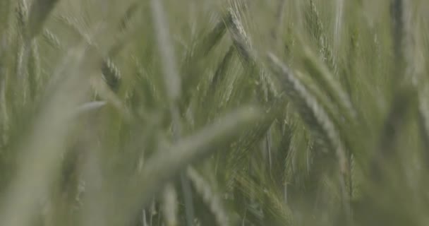 Blé au champ, épis de blé en gros plan. L'agriculture moderne. au ralenti 100 ips. Macro vidéo, ProRes 422, non classé C-LOG3 10 bits. — Video