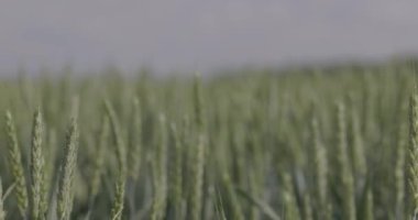 Tarlada buğday, yakın çekimde buğday kulakları. Modern tarım. Ağır çekimde 100 fp. Makro video, ProRes 422, notlandırılmamış C-LOG3 10 bit