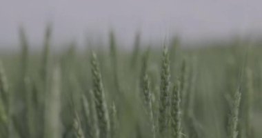 Tarlada buğday, yakın çekimde buğday kulakları. Modern tarım. Makro video, ProRes 422, notlandırılmamış C-LOG3 10 bit