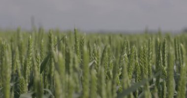 Tarlada buğday, yakın çekimde buğday kulakları. Modern tarım. Ağır çekimde 100 fp. Makro video, ProRes 422, notlandırılmamış C-LOG3 10 bit