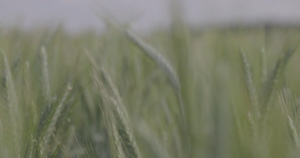 Pšenice na poli, pšeničné uši zblízka. Moderní zemědělství. 100 snímků za sekundu. Makro video, Proces 422, nezařazeno C-LOG3 10 bit. — Stock video