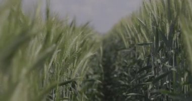 Tarlada buğday, yakın çekimde buğday kulakları. Buğday tarlasında bir patika boyunca yürü. Modern tarım. Ağır çekimde 100 fp. Makro video, ProRes 422, notlandırılmamış C-LOG3 10 bit.