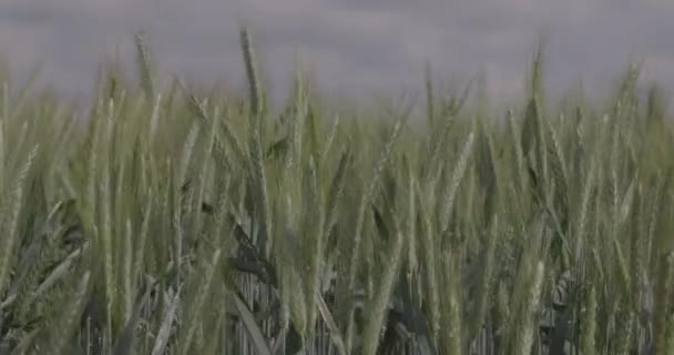 Trigo no campo, orelhas de trigo de perto durante a chuva, gotas nas orelhas. Agricultura moderna. vídeo macro não classificado, ProRes 422, não classificado C-LOG3 10 bit — Vídeo de Stock