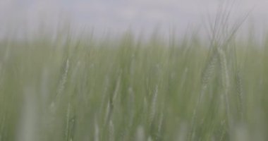 Tarlada buğday, yakın çekimde buğday kulakları. Modern tarım. Ağır çekimde 100 fp. Makro video, ProRes 422, notlandırılmamış C-LOG3 10 bit