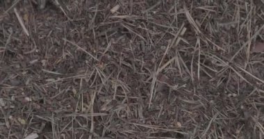 Ormandaki hayvanlar, orman karıncaları, böceklerin ortak çalışması. Yavaş çekim 100 fps. Makro video, ProRes 422, notlandırılmamış C-LOG3 10 bit