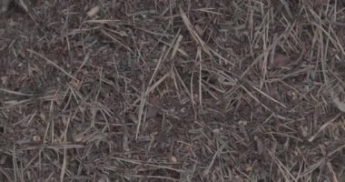 Ormandaki hayvanlar, orman karıncaları, böceklerin ortak çalışması. Yavaş çekim 100 fps. Makro video, ProRes 422, notlandırılmamış C-LOG3 10 bit