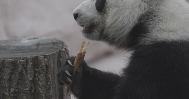 Lindo Panda comiendo tallos de bambú en el zoológico. El Panda Gigante come los brotes verdes de bambú. Primer plano de tiro. 4K cámara lenta 120 fps de vídeo, ProRes 422, sin clasificar C-LOG 10 bit — Vídeo de stock