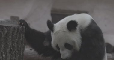 Şirin Panda hayvanat bahçesinde bambu yiyor. Dev Panda bambuların yeşil filizlerini yiyor. Yakın plan çekim. 4K yavaş çekim 120 fps video, ProRes 422, derecelendirilmemiş C-LOG 10 bit