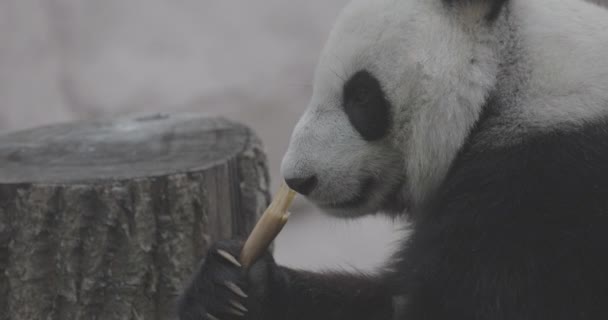 Lindo Panda comiendo tallos de bambú en el zoológico. El Panda Gigante come los brotes verdes de bambú. Primer plano de tiro. 4K cámara lenta 120 fps de vídeo, ProRes 422, sin clasificar C-LOG 10 bit — Vídeos de Stock