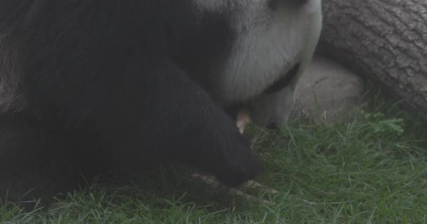 Lindo Panda comiendo tallos de bambú en el zoológico. El Panda Gigante come los brotes verdes de bambú. Primer plano de tiro. 4K cámara lenta 120 fps de vídeo, ProRes 422, sin clasificar C-LOG 10 bit — Vídeos de Stock