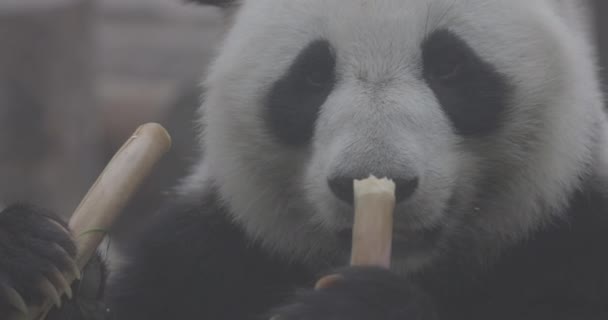 Lindo Panda comiendo tallos de bambú en el zoológico. El Panda Gigante come los brotes verdes de bambú. Primer plano de tiro. 4K cámara lenta 120 fps de vídeo, ProRes 422, sin clasificar C-LOG 10 bit — Vídeos de Stock