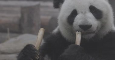 Şirin Panda hayvanat bahçesinde bambu yiyor. Dev Panda bambuların yeşil filizlerini yiyor. Yakın plan çekim. 4K yavaş çekim 120 fps video, ProRes 422, derecelendirilmemiş C-LOG 10 bit
