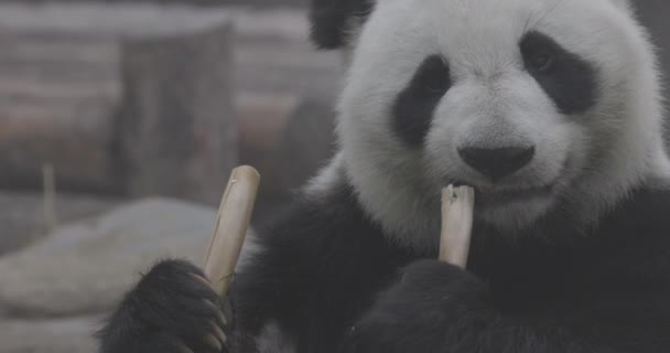 Cute Panda jedzenie bambusowe łodygi w zoo. Olbrzymia Panda zjada zielone pędy bambusa. Strzał z bliska. 4K slow motion 120 fps video, ProRes 422, niesklasyfikowany C-LOG 10 bit — Wideo stockowe