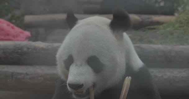 かわいいパンダは動物園で竹の茎を食べる。パンダは竹の緑の芽を食べる。至近距離から撃たれた。4Kスローモーション120 fpsビデオ, ProRes 422,未グレードのC-LOG 10ビット — ストック動画