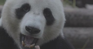 Şirin Panda hayvanat bahçesinde bambu yiyor. Dev Panda bambuların yeşil filizlerini yiyor. Yakın plan çekim. 4K yavaş çekim 120 fps video, ProRes 422, derecelendirilmemiş C-LOG 10 bit