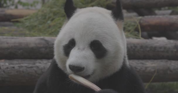 Niedlicher Panda frisst Bambusstämme im Zoo. Der Große Panda frisst die grünen Triebe des Bambus. Nahaufnahme. 4K Zeitlupe 120 fps Video, ProRes 422, ungraded C-LOG 10 bit — Stockvideo