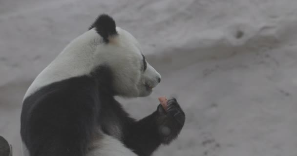 Lindo Panda comiendo tallos de bambú en el zoológico. El Panda Gigante come los brotes verdes de bambú. Primer plano de tiro. 4K cámara lenta 120 fps de vídeo, ProRes 422, sin clasificar C-LOG 10 bit — Vídeos de Stock