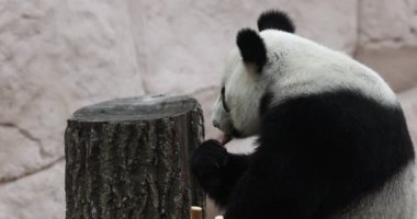 Şirin Panda hayvanat bahçesinde bambu yiyor. Dev Panda bambuların yeşil filizlerini yiyor. Yakın plan çekim. 4K yavaş çekim 120 fps video, ProRes 422, derecelendirilmemiş C-LOG 10 bit