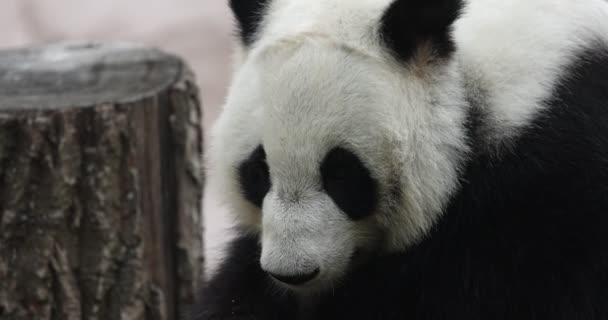 Söpö Panda syö bambua varret eläintarhassa. Jättipanda syö bambun vihreitä versoja. Lähikuvaa. 4K hidastettuna 120 fps video, ProRes 422, luokittelematon C-LOG 10 bit — kuvapankkivideo