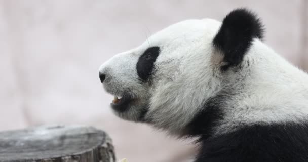 Lindo Panda comiendo tallos de bambú en el zoológico. El Panda Gigante come los brotes verdes de bambú. Primer plano de tiro. 4K cámara lenta 120 fps video — Vídeo de stock