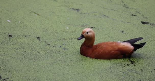 Утка на цветущем озере. Ruddy shelduck Tadorna ferruginea является членом семейства Anatidae. Tadorna ferrugi купание на озере. 4K замедленное видео с частотой 120 кадров в секунду. — стоковое видео