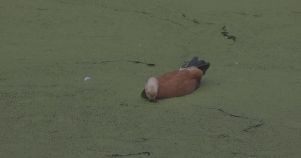 Ente auf einem blühenden See. Tadorna ferruginea ist ein Mitglied der Familie der Anatidae. Tadorna ferruginea schwimmt auf einem See. 4K Zeitlupe 120 fps Video, ProRes 422, ungraded C-LOG 10 bit — Stockvideo