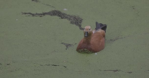 Kaczka na kwitnącym jeziorze. Ruddy shelduck Tadorna ferruginea jest członkiem rodziny Anatidae. Pływanie na jeziorze Tadorna ferruginea. 4K slow motion 120 fps video, ProRes 422, niesklasyfikowany C-LOG 10 bit — Wideo stockowe