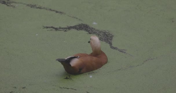 Ente auf einem blühenden See. Tadorna ferruginea ist ein Mitglied der Familie der Anatidae. Tadorna ferruginea schwimmt auf einem See. 4K Zeitlupe 120 fps Video, ProRes 422, ungraded C-LOG 10 bit — Stockvideo
