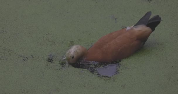 Kaczka na kwitnącym jeziorze. Ruddy shelduck Tadorna ferruginea jest członkiem rodziny Anatidae. Pływanie na jeziorze Tadorna ferruginea. 4K slow motion 120 fps video, ProRes 422, niesklasyfikowany C-LOG 10 bit — Wideo stockowe