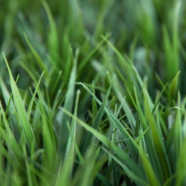 Yeşil çimen, bahar, çimen, soyut doğal arkaplan