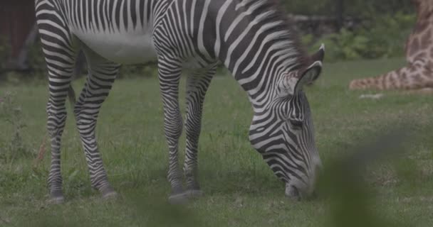 La cebra roza en la hierba verde. Vídeo de cámara lenta 4K 120 fps, ProRes 422, sin clasificar C-LOG 10 bit — Vídeo de stock