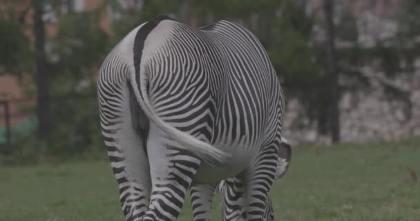 Zebra se pasou na zelené trávě. Slow motion 4K 120 fps video, ProRes 422, nezařazené C-LOG 10 bit — Stock video