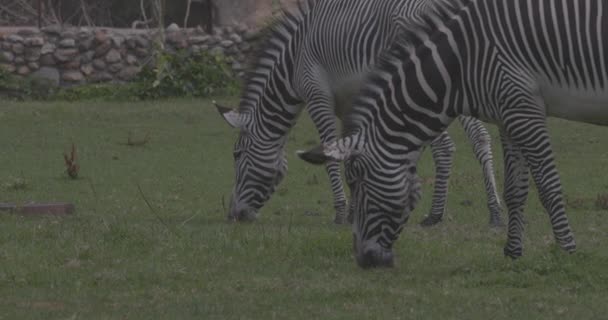 La cebra roza en la hierba verde. Vídeo de cámara lenta 4K 120 fps, ProRes 422, sin clasificar C-LOG 10 bit — Vídeo de stock