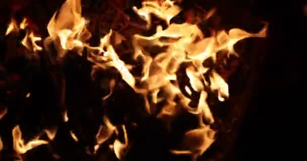 Oheň, skutečné plameny vzplanuly na černém pozadí. Skutečný oheň. 4K zpomalení 120 fps video — Stock video