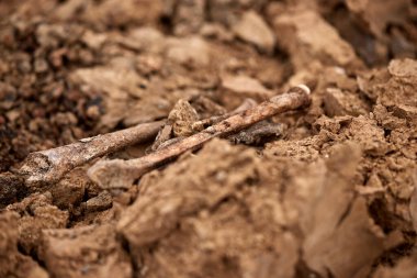 Arkeolojik kazılar, arama ekibinin toplu katliam yapılan yerde çalışması. İskelet kalıntıları, yer altındaki kafatasları. Nazilerin kurbanlarının gerçek kalıntıları.