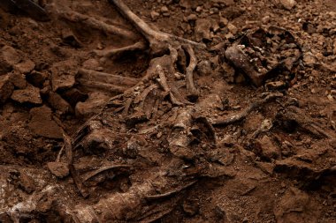 Arkeolojik kazılar, arama ekibinin toplu katliam yapılan yerde çalışması. İskelet kalıntıları, yer altındaki kafatasları. Nazilerin kurbanlarının gerçek kalıntıları.