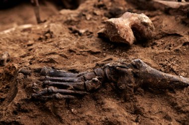 Arkeolojik kazılar, arama ekibinin toplu katliam yapılan yerde çalışması. İskelet kalıntıları, yer altındaki kafatasları. Nazilerin kurbanlarının gerçek kalıntıları.