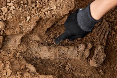 Arkeolojik kazılar, arama ekibinin toplu katliam yapılan yerde çalışması. İskelet kalıntıları, yer altındaki kafatasları. Nazilerin kurbanlarının gerçek kalıntıları.