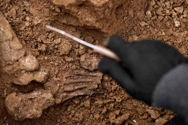 Archaeological excavations, Work of the search team at the site of a mass shooting of people. Human remains bones of skeleton, skulls in the ground tomb. Real human remains of victims of the Nazis