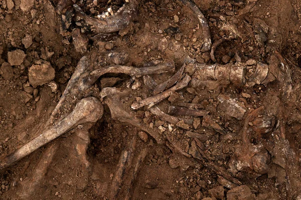 Archaeological excavations, Work of the search team at the site of a mass shooting of people. Human remains bones of skeleton, skulls in the ground tomb. Real human remains of victims of the Nazis