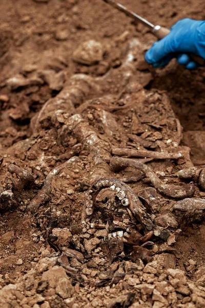 Archaeological excavations, Work of the search team at the site of a mass shooting of people. Human remains bones of skeleton, skulls in the ground tomb. Real human remains of victims of the Nazis