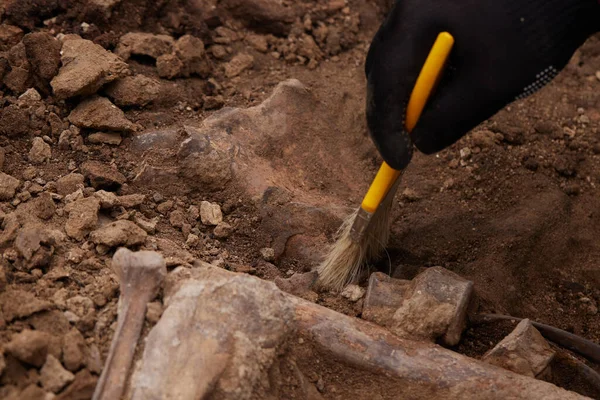 Archaeological excavations, Work of the search team at the site of a mass shooting of people. Human remains bones of skeleton, skulls in the ground tomb. Real human remains of victims of the Nazis