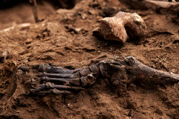 Escavações arqueológicas, Trabalho da equipe de busca no local de um tiroteio em massa de pessoas. Restos humanos ossos de esqueleto, crânios no túmulo do chão. Restos humanos reais das vítimas dos nazis — Fotografia de Stock