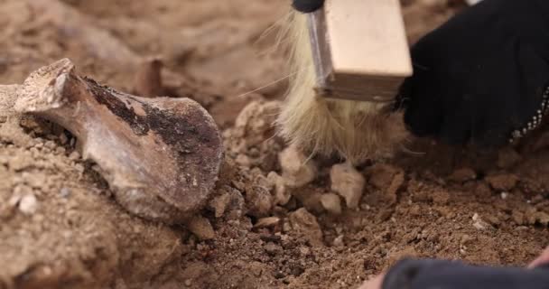 Scavi archeologici, Lavoro della squadra di ricerca al sito di una sparatoria di massa di persone. Resti umani ossa di scheletro, teschi nella tomba a terra. Veri resti umani di vittime dei nazisti — Video Stock