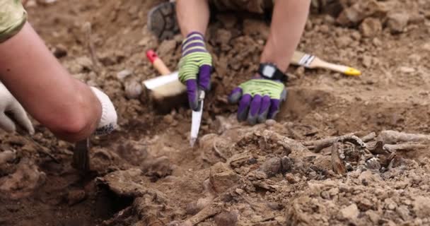 Archaeological excavations, Work of the search team at the site of a mass shooting of people. Human remains bones of skeleton, skulls in the ground tomb. Real human remains of victims of the Nazis — Stock Video