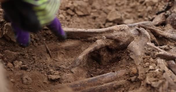 Wykopaliska archeologiczne, Prace ekipy poszukiwawczej na miejscu masowej strzelaniny ludzi. Ludzkie szczątki szkieletu, czaszki w grobowcu. Prawdziwe ludzkie szczątki ofiar nazistów — Wideo stockowe