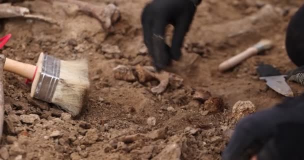 Αρχαιολογικές ανασκαφές, Εργασίες της ομάδας αναζήτησης στο χώρο μαζικής καταστροφής ανθρώπων. Ανθρώπινα οστά σκελετού, κρανία στον τάφο. Αληθινά ανθρώπινα λείψανα των θυμάτων των Ναζί — Αρχείο Βίντεο