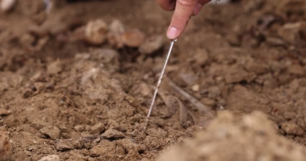 Arkeolojik kazılar, arama ekibinin toplu katliam yapılan yerde çalışması. İskelet kalıntıları, yer altındaki kafatasları. Nazilerin kurbanlarının gerçek kalıntıları. — Stok video